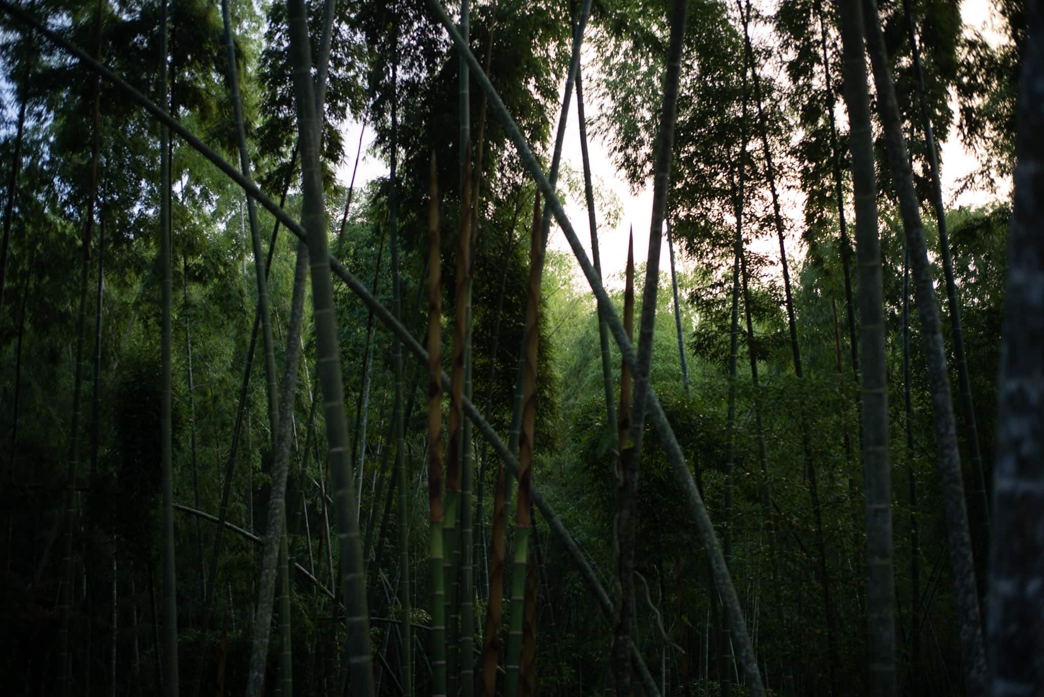 /img/pages/bamboo-textile/colombia/Bamboo_forest_in_Manizales,_Colombia.jpg