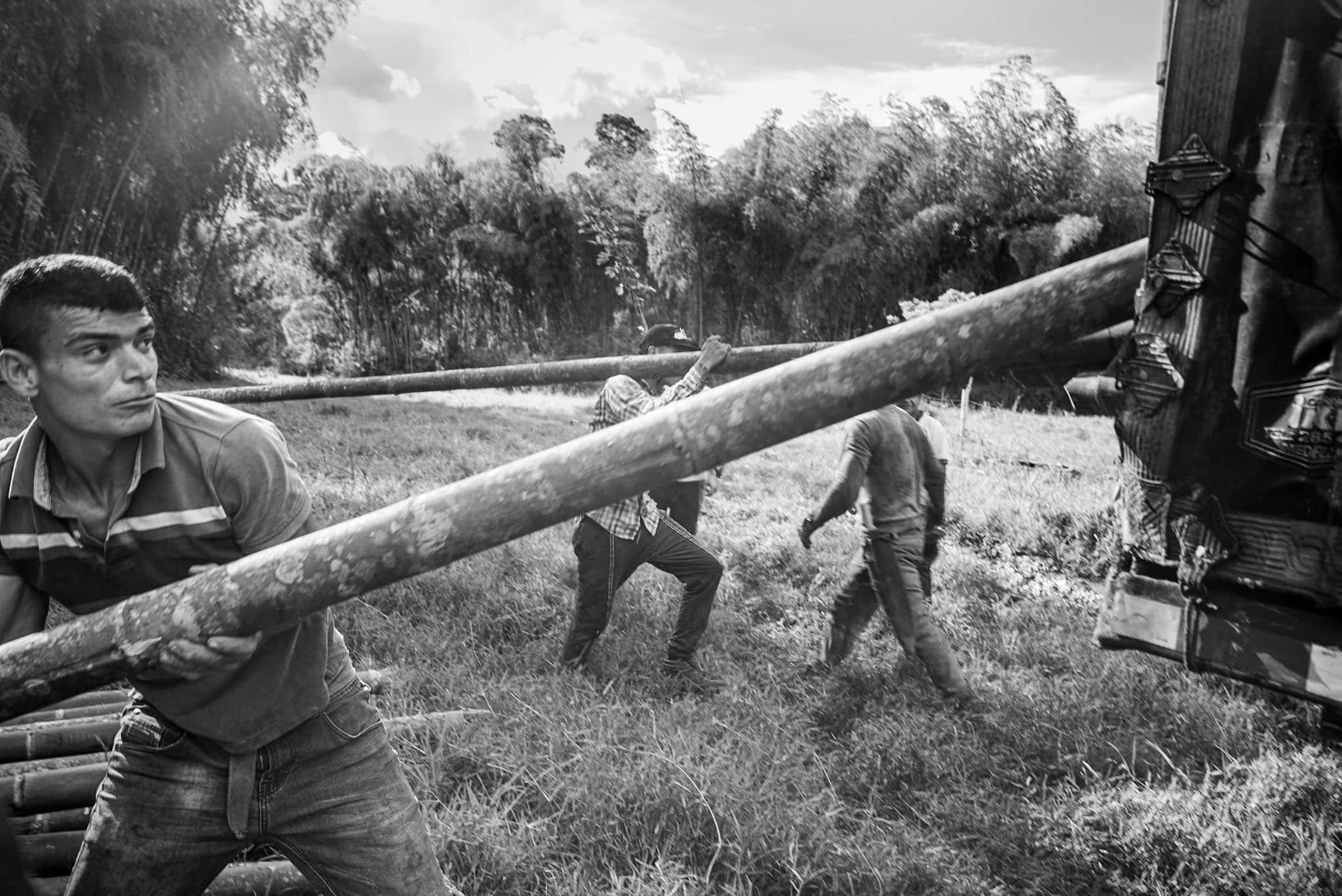 /img/pages/bamboo-textile/colombia/Bamboo_harvesting_in_Colombia.jpg